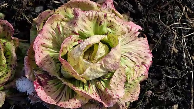 Radicchio del Castelfranco 上的霜冻视频素材