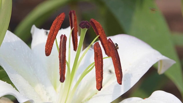 蜜蜂采集白百合花的花粉。视频素材