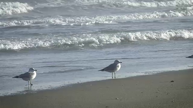 一对海鸥视频素材