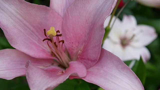 粉色植物黄百合细节特写高清镜头-草本虎百合花视频视频素材