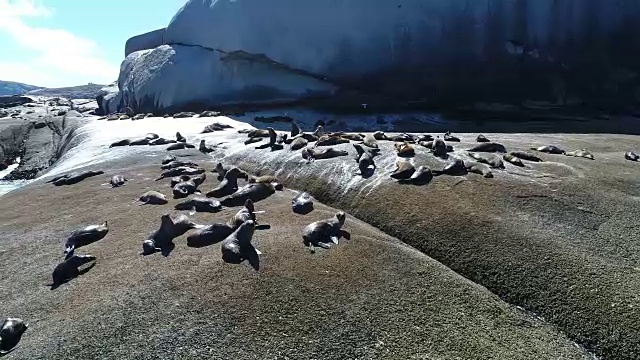 航拍海豹在岩石上视频素材