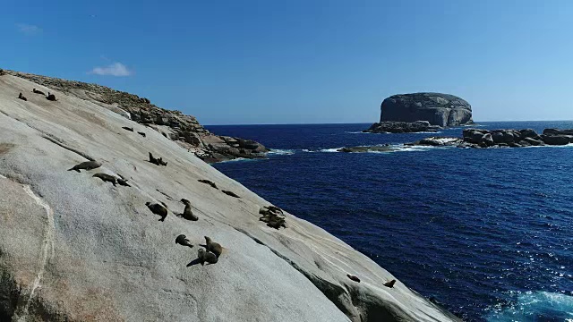 海中岩石上的海豹视频素材