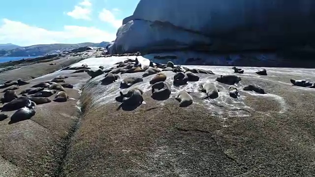 航拍海豹在岩石上。视频素材