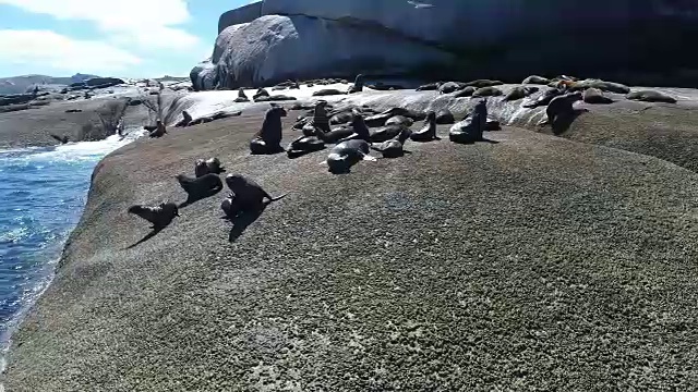 在岩石上的海豹的空中特写视频素材