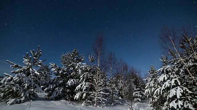 树木在星夜冬夜视频下载