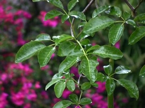 热带暴雨(NTSC)视频素材