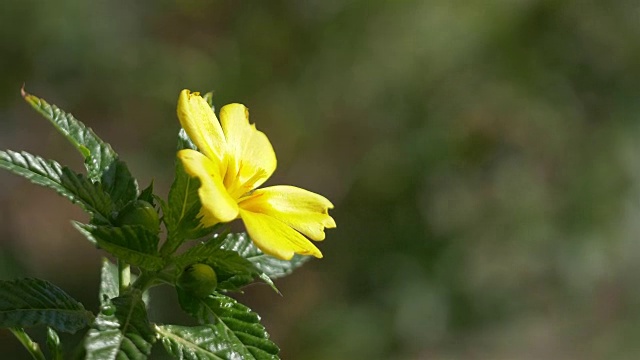 黄色的木槿花盛开在慢镜头4k视频素材