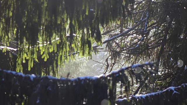 白雪覆盖的云杉和飘落的雪花视频素材