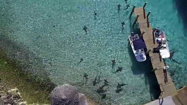 鲨鱼在浅水中盘旋，埃克苏玛斯巴哈马航空视频素材