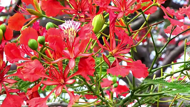 特立尼达，古巴:红色的花朵，华丽的树，特写视频素材