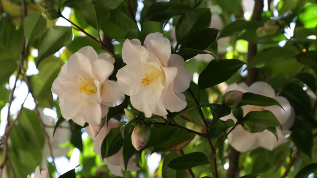 淡粉色山茶花视频素材