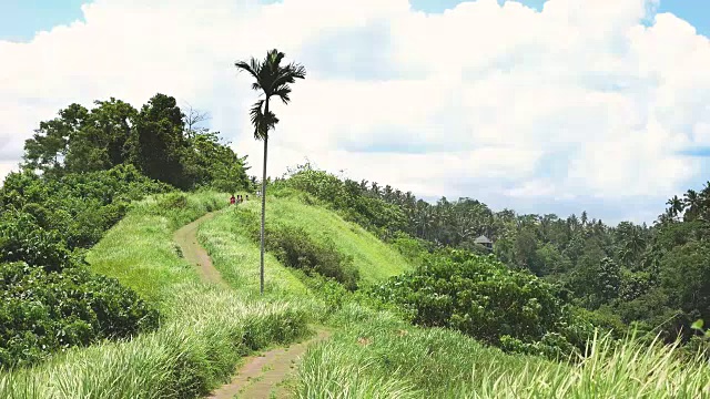 巴厘岛乌布的Campuhan Ridge Walk, Green Hill，棕榈树和丛林视频素材