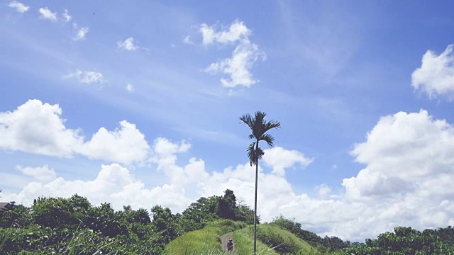 巴厘岛乌布的Campuhan Ridge Walk, Green Hill，棕榈树和丛林视频素材