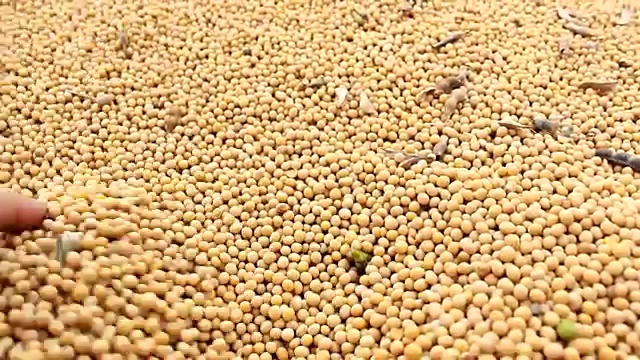 大豆大豆种子视频素材