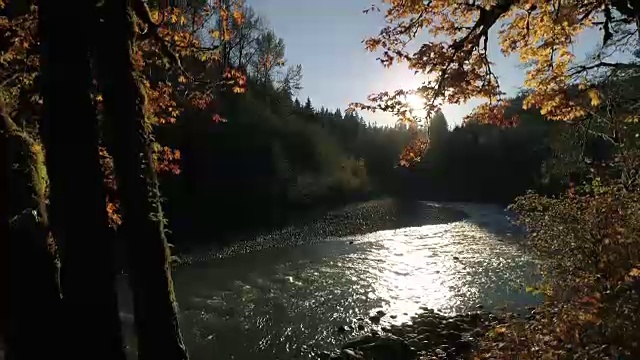 上升的自然空中森林河与秋天的颜色在树叶视频素材