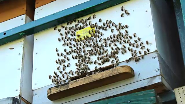 蜜蜂和蜂巢视频素材