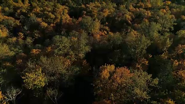 无人机飞越森林树冠的秋天的颜色在秋天的季节视频素材