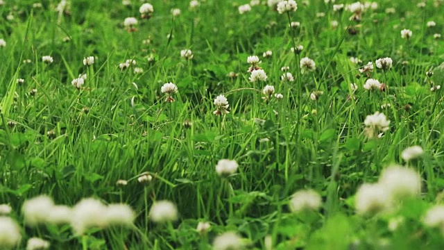 三叶草草甸盘视频与焦点拉在夏日视频素材