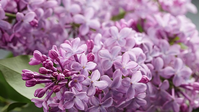 丁香花微距照片视频素材