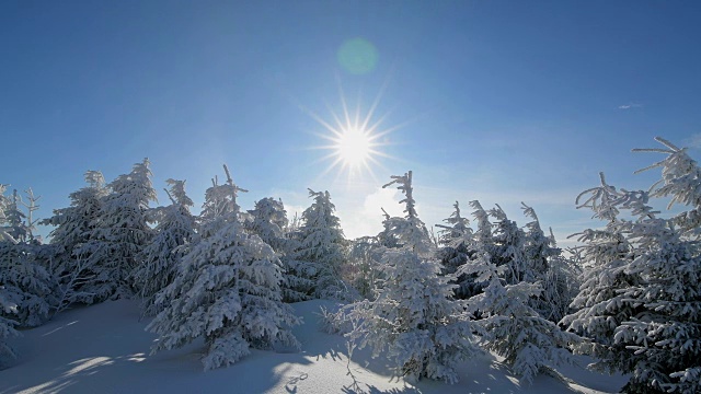 雪覆盖的树木在冬天与太阳，费希特尔堡山，奥伯维森塔尔，埃尔茨格伯奇，Ore山，萨克森，德国，欧洲视频素材