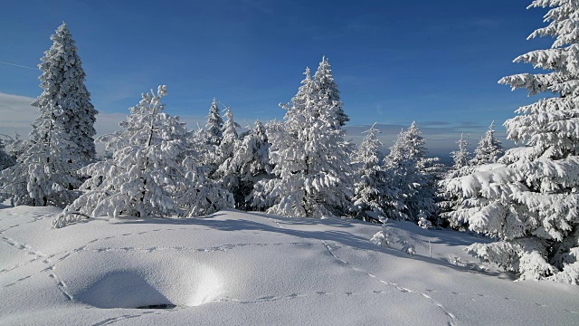 冰雪覆盖的冬季景观与动物的足迹，冰雪覆盖的冬季景观，费希特尔堡山，奥伯维森塔尔，埃尔茨格伯奇，Ore山，萨克森，德国，欧洲视频素材