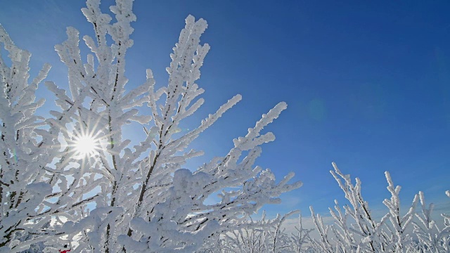 雪覆盖的树枝在冬天与太阳，费希特尔堡山，奥伯维森塔尔，埃尔茨格伯奇，Ore山，萨克森，德国，欧洲视频素材