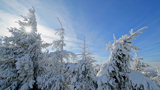 雪覆盖的树木在冬天与太阳，费希特尔堡山，奥伯维森塔尔，埃尔茨格伯奇，Ore山，萨克森，德国，欧洲视频素材