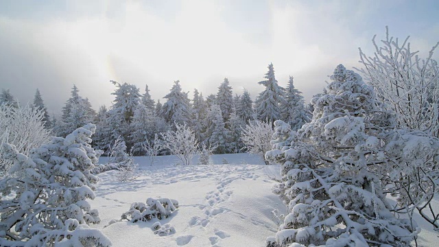 雪覆盖的景观与拉云在冬天，费希特尔堡山，奥伯维森塔尔，埃尔茨格伯奇，Ore山，萨克森，德国，欧洲视频素材