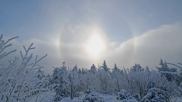 冬天，雪覆盖的针叶树有光晕和太阳，费希特尔堡山，奥伯维森塔尔，埃尔茨格伯奇，Ore山，萨克森，德国，欧洲视频素材