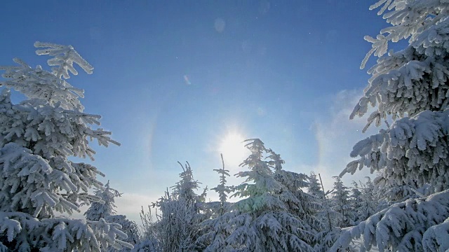 冬天，雪覆盖的针叶树有光晕和太阳，费希特尔堡山，奥伯维森塔尔，埃尔茨格伯奇，Ore山，萨克森，德国，欧洲视频素材