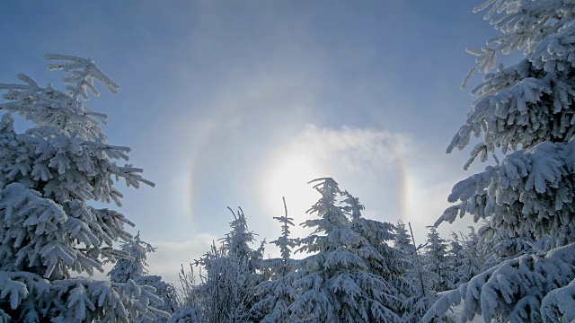 冬天，雪覆盖的针叶树有光晕和太阳，费希特尔堡山，奥伯维森塔尔，埃尔茨格伯奇，Ore山，萨克森，德国，欧洲视频素材