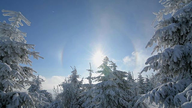 冬天，雪覆盖的针叶树有光晕和太阳，费希特尔堡山，奥伯维森塔尔，埃尔茨格伯奇，Ore山，萨克森，德国，欧洲视频素材