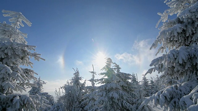 冬天，雪覆盖的针叶树有光晕和太阳，费希特尔堡山，奥伯维森塔尔，埃尔茨格伯奇，Ore山，萨克森，德国，欧洲视频素材