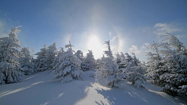 冬天，雪覆盖的针叶树有光晕和太阳，费希特尔堡山，奥伯维森塔尔，埃尔茨格伯奇，Ore山，萨克森，德国，欧洲视频素材