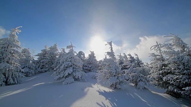 冬天，雪覆盖的针叶树有光晕和太阳，费希特尔堡山，奥伯维森塔尔，埃尔茨格伯奇，Ore山，萨克森，德国，欧洲视频素材