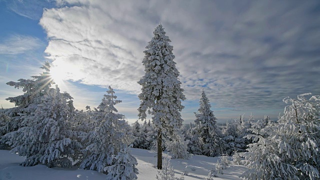 雪覆盖的针叶树与太阳和云在冬天，费希特尔堡山，奥伯维森塔尔，埃尔茨格伯奇，Ore山，萨克森，德国，欧洲视频素材