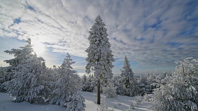 雪覆盖的针叶树与太阳和云在冬天，费希特尔堡山，奥伯维森塔尔，埃尔茨格伯奇，Ore山，萨克森，德国，欧洲视频素材