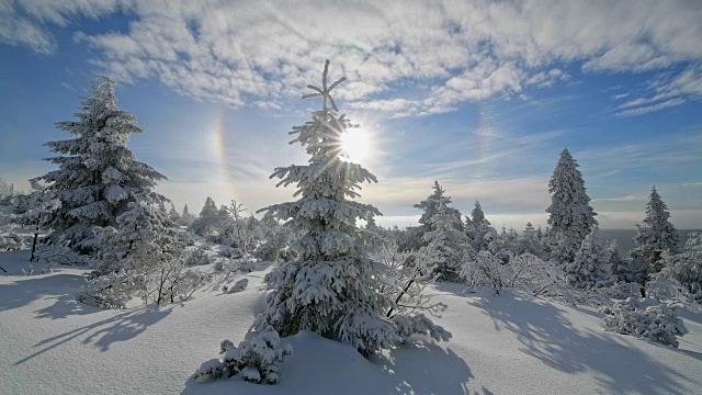 冬天，雪覆盖的针叶树有光晕和太阳，费希特尔堡山，奥伯维森塔尔，埃尔茨格伯奇，Ore山，萨克森，德国，欧洲视频素材