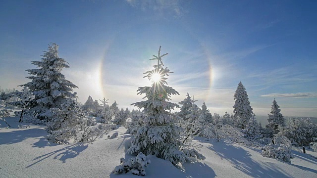 冬天，雪覆盖的针叶树有光晕和太阳，费希特尔堡山，奥伯维森塔尔，埃尔茨格伯奇，Ore山，萨克森，德国，欧洲视频素材