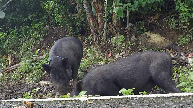 两只黑色家养猪被绑在路边视频素材