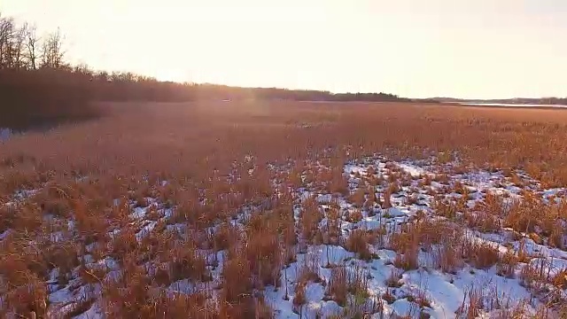 金色的田野在阳光下闪闪发光视频素材