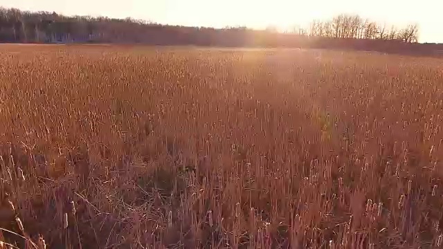 金色的田野在阳光下闪闪发光视频素材