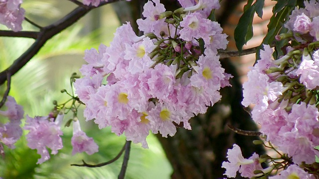 花上的大黄蜂(高清)视频素材