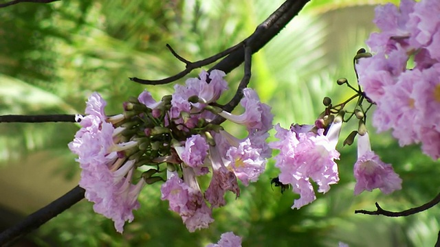 大黄蜂采蜜(高清)视频素材