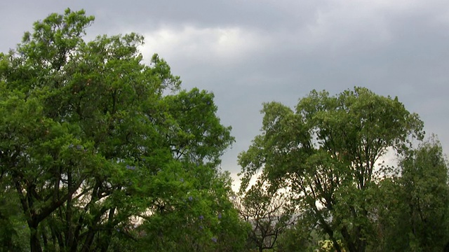 狂风暴雨(高清)视频素材