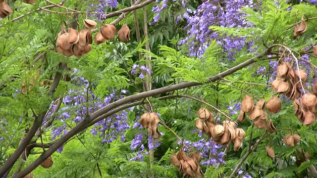 风中蓝花楹(高清)视频素材