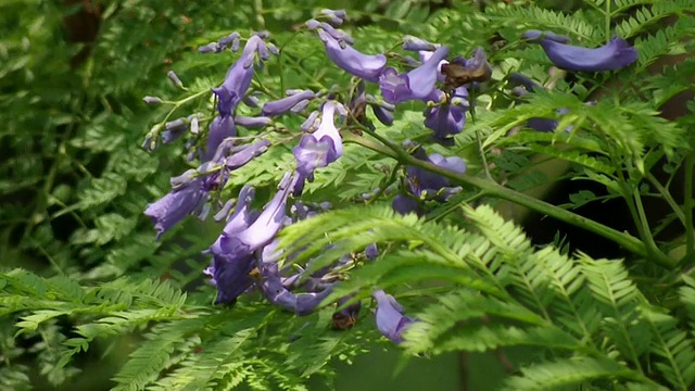 绿大黄蜂采蜜(高清)视频素材