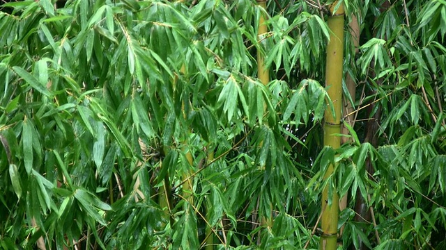 丛林雨竹(高清)视频素材