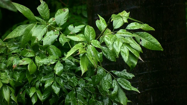 暴雨高树(高清)视频素材