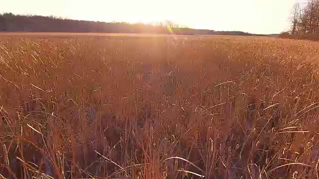 金色的田野在阳光下闪闪发光视频素材